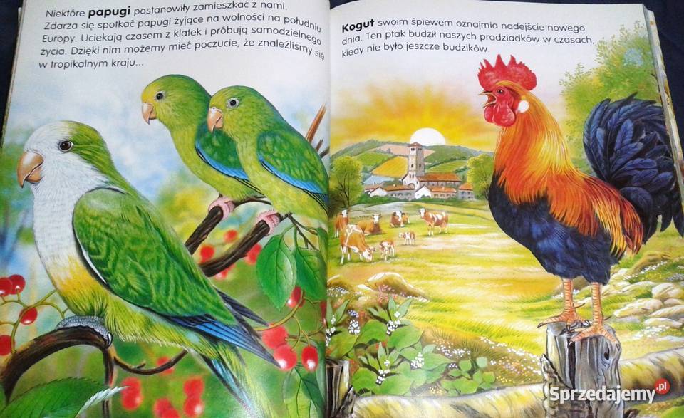 Zwierzęta świata Pere Rovira Francisco Arredondo miękka Pozostałe lubelskie Chełm