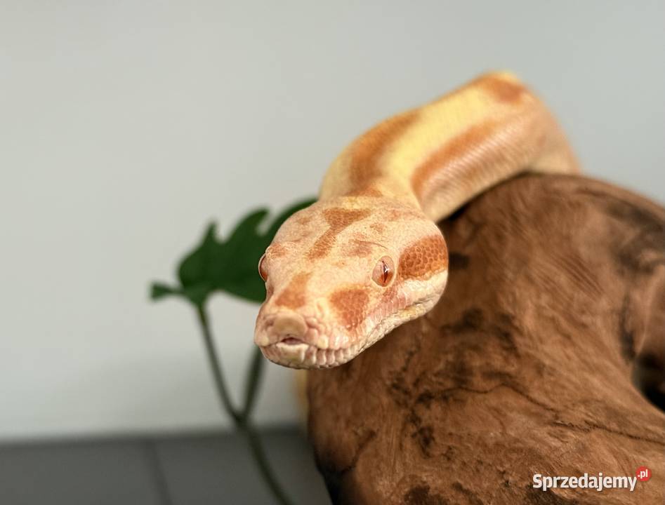 Boa Cesarski Imperator Bydgoszcz sprzedam