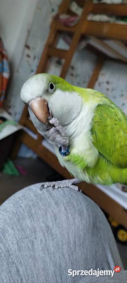 Mniszką nizinna śląskie Kaczyce