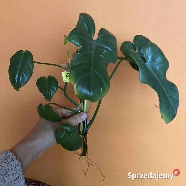 Zestaw sadzonek Philodendron filodendron Kraków