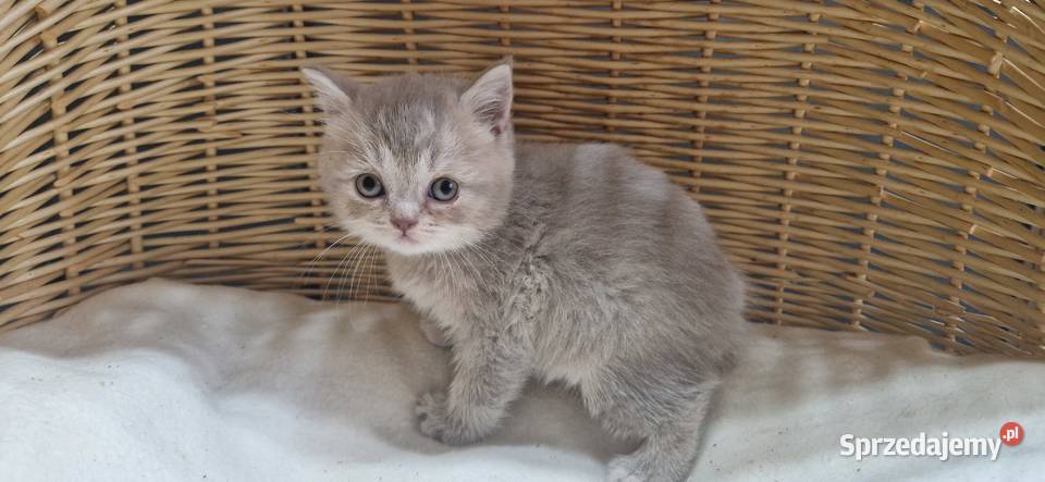 Kotka Szkocka liliowa pręgowana śląskie