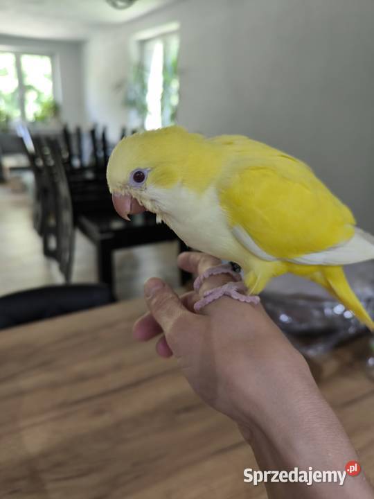 Mnicha nizinna ręcznie karmioną Ulanica sprzedam