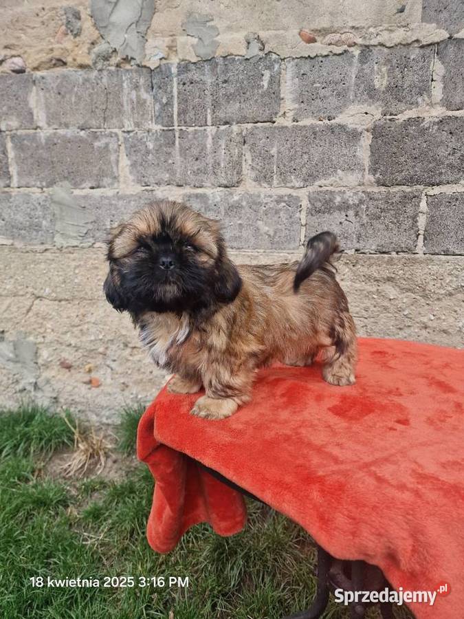 Piesek SHIH TZU do rezerwacji