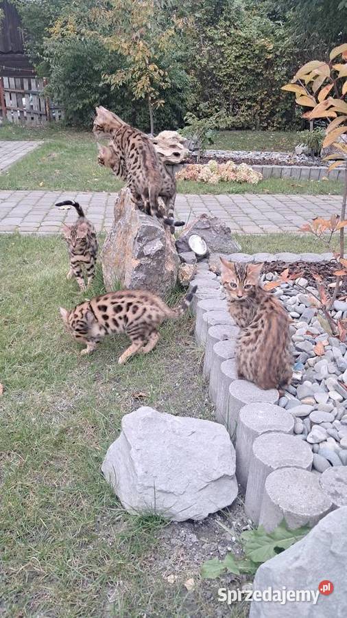 Koty Bengalskie z rodowodem Chełm