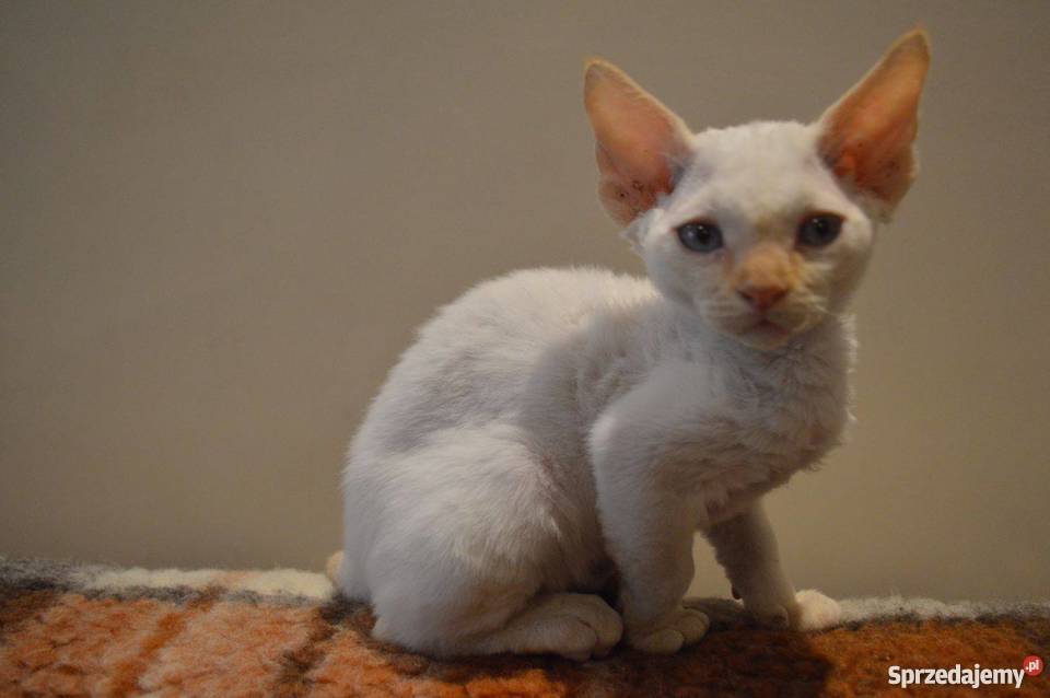 Devon Rex śliczne kocięta championie Warszawa sprzedam
