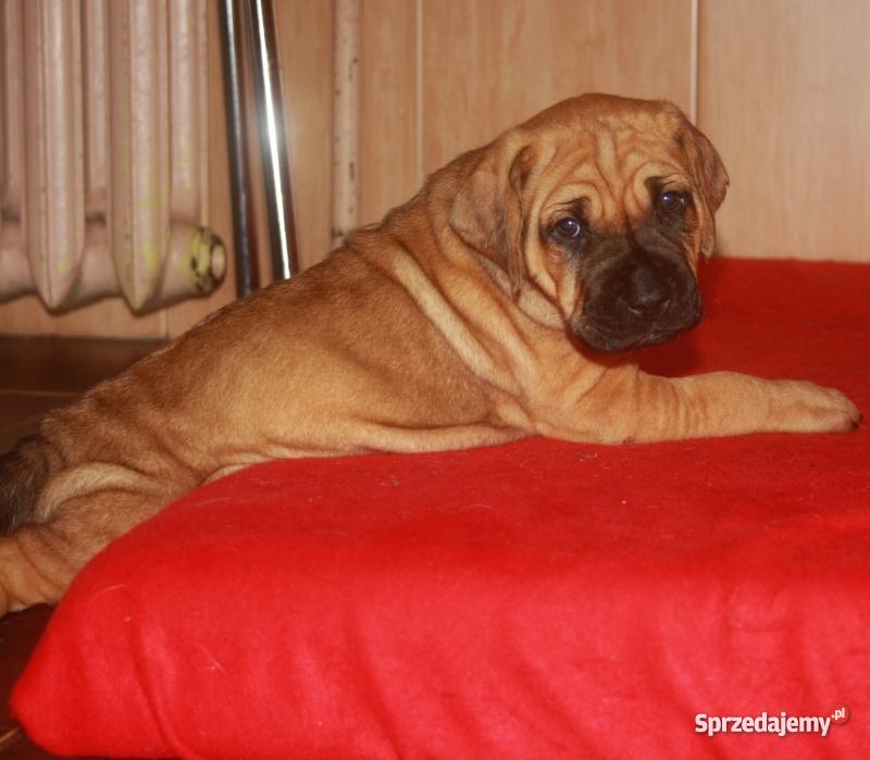 szczenięta Tosa Inu Ełk