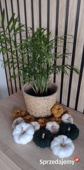 Dynie dekoracyjne małe Pozostałe wielkopolskie