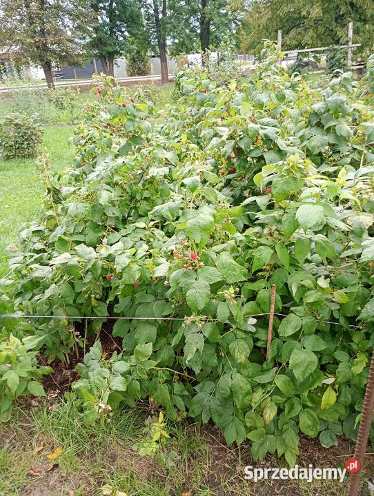 Sadzonki maliny całorocznej Polana prosto z Rzeszów