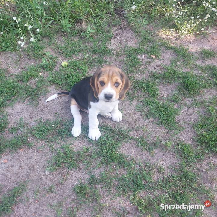Szczeniaki beagle tricolor mazowieckie Radom sprzedam
