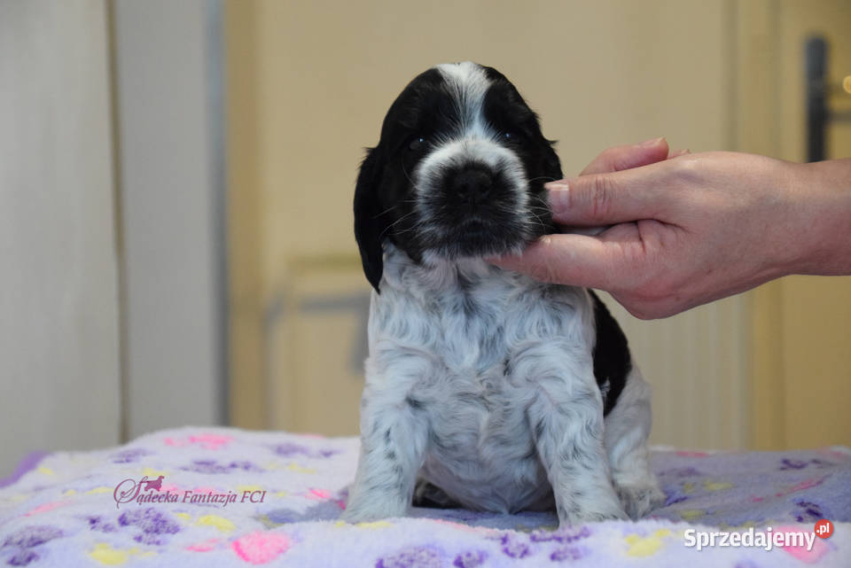 Cocker Spaniel Angielski Brendy małopolskie Nowy Sącz