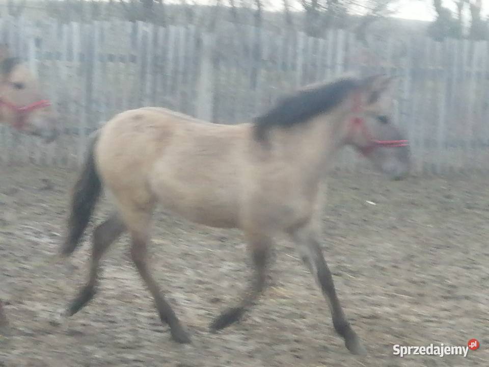 Konik Polski kuc kucyk Konie lubelskie Grabowiec