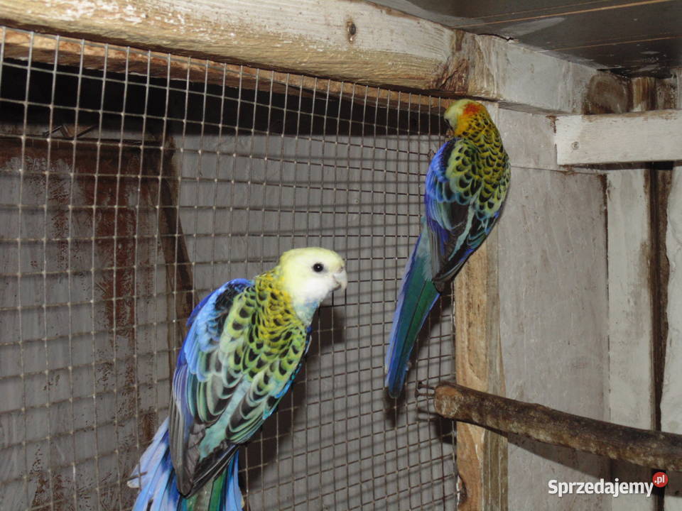 rozela bladoglowa para Racibórz