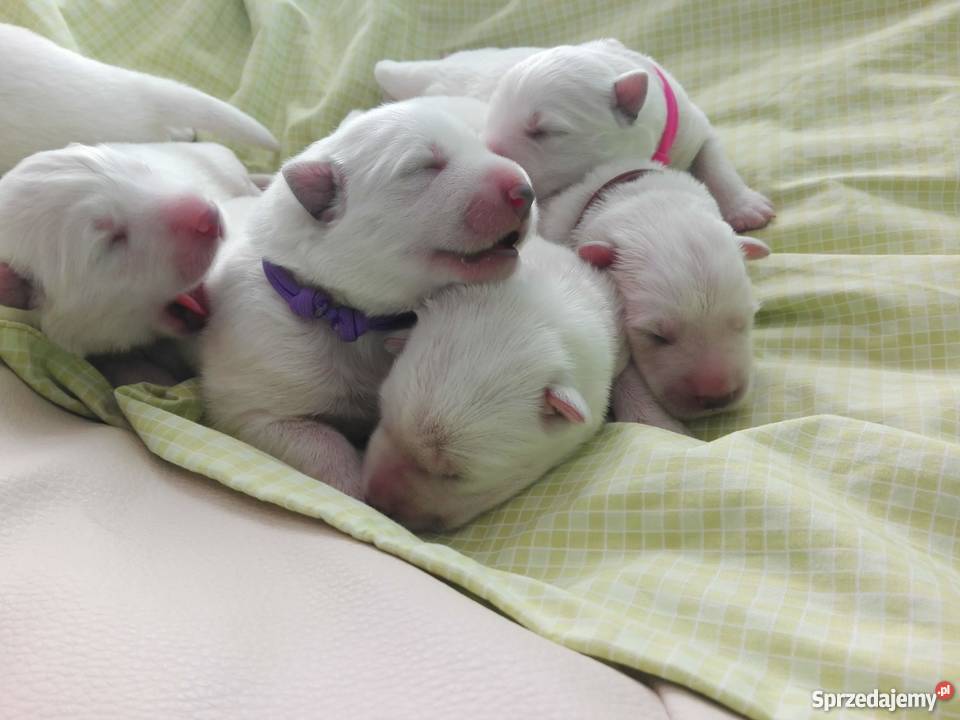 Biały Owczarek Szwajcarski szczeniaki ZKwP FCI