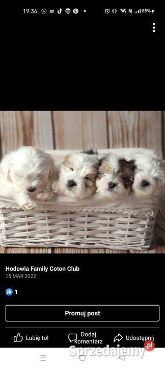 Coton de Tulear szczenięta ZKwP Inowrocław sprzedam