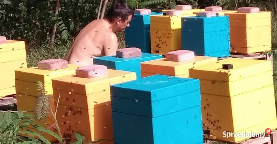 Odkłady pszczele pszczoły ramka WLP matki Pszczelarstwo mazowieckie Warszawa