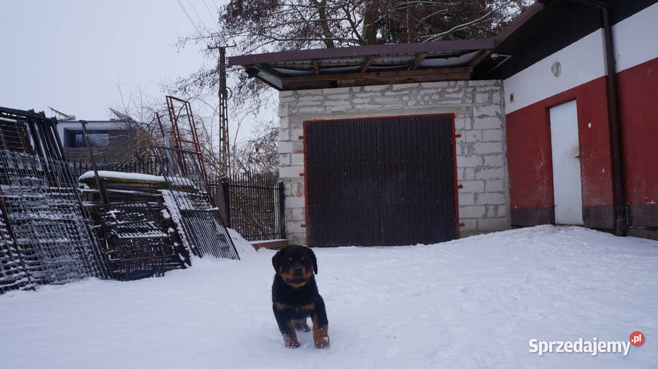 Szczenię Rottweiler Bydgoszcz