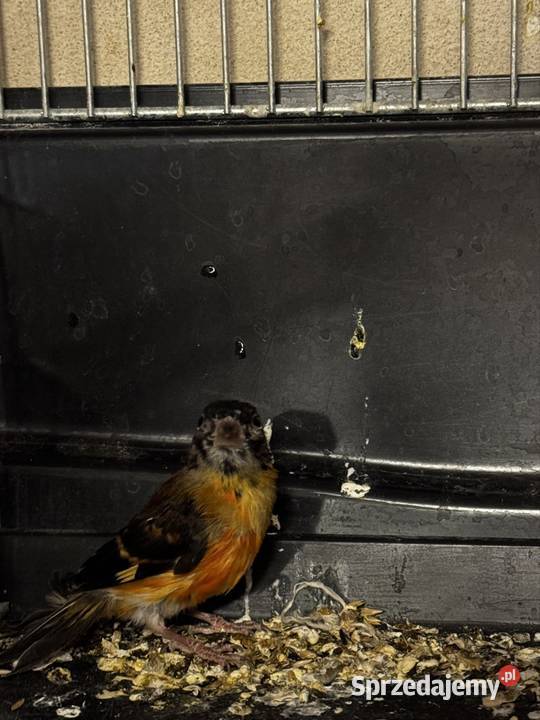 Para Kanarków i młody czyżyk małopolskie Cianowice sprzedam