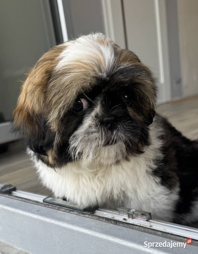 Sprzedam suczkę rasy Shih Tzu 4 miesiące