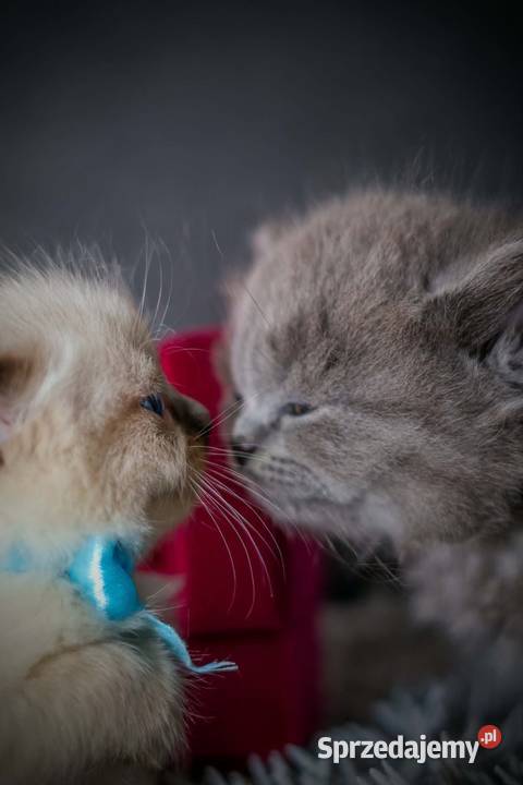 Ragdoll ragdollowe ostatni kocurek