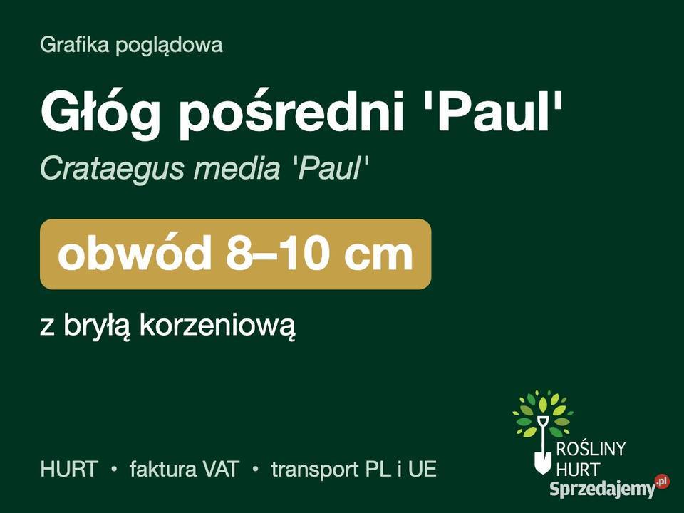 Głóg pośredni Paul Crataegus media obwód 810 z Rośliny
