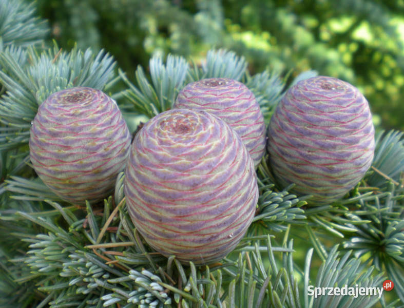 CEDR ATLASKI CEDRUS sadzonki w doniczkach kujawsko-pomorskie Ustronie