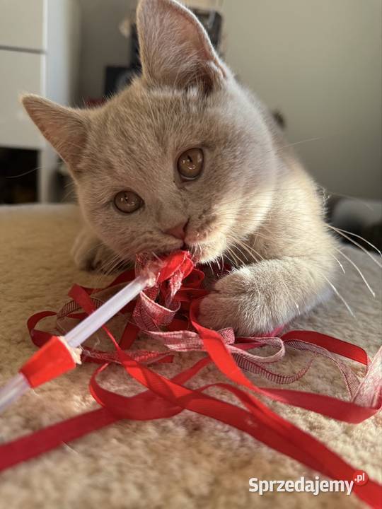 brytyjski kocurek o rzadkim kolorze futerka Inowrocław sprzedam