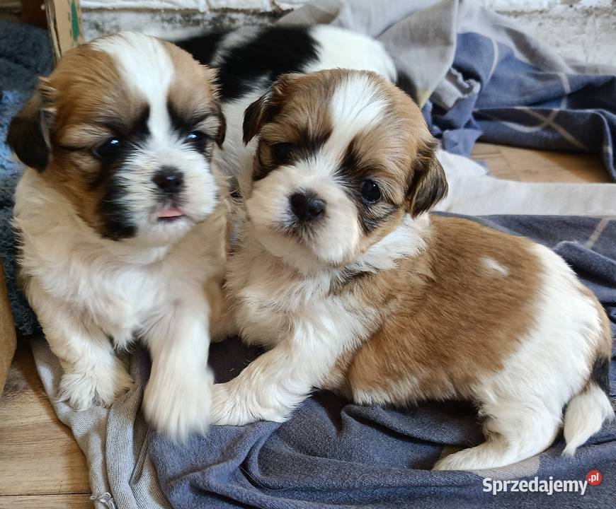Szczenięta shihtzu polecają się do rezerwacji