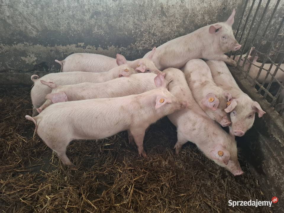 PROSIAKI SPRZEDAM Jelno sprzedam