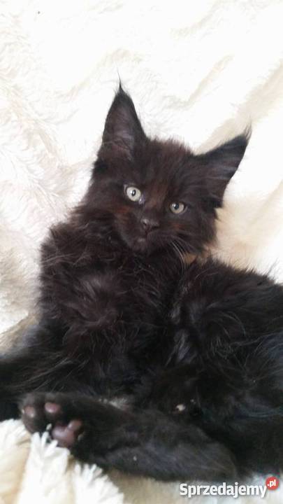 maine coon czarny kocurek Lubin