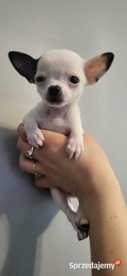 Chihuahua