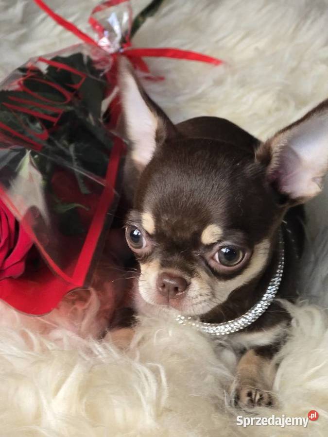 Chihuahua Czekoladowy Simba Xxs Psy Bielsko-Biała sprzedam
