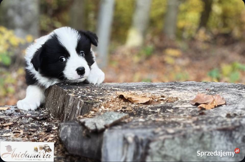 Border collie ZKwPFCI szczenięta