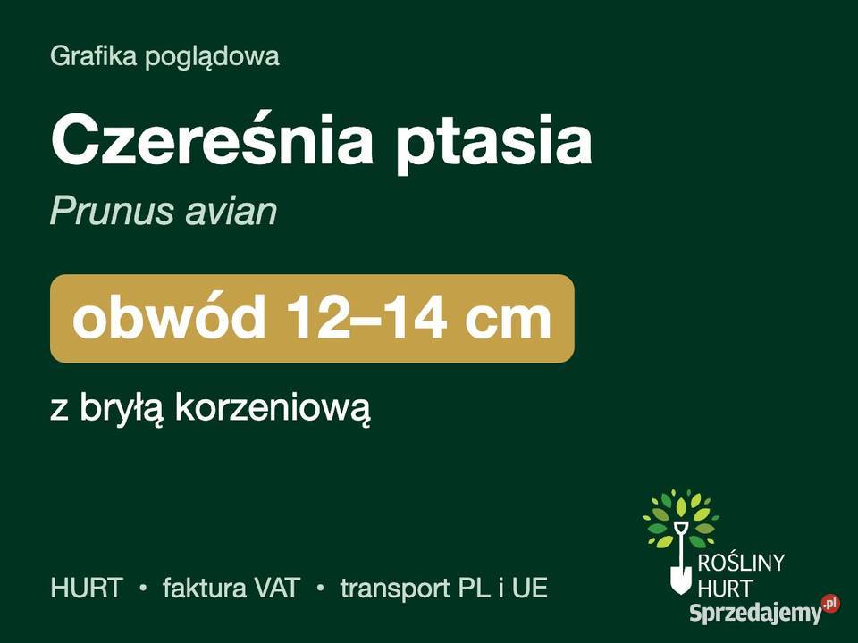 Czereśnia ptasia Prunus avian obwód 1214 z bryłą Liściaste wielkopolskie