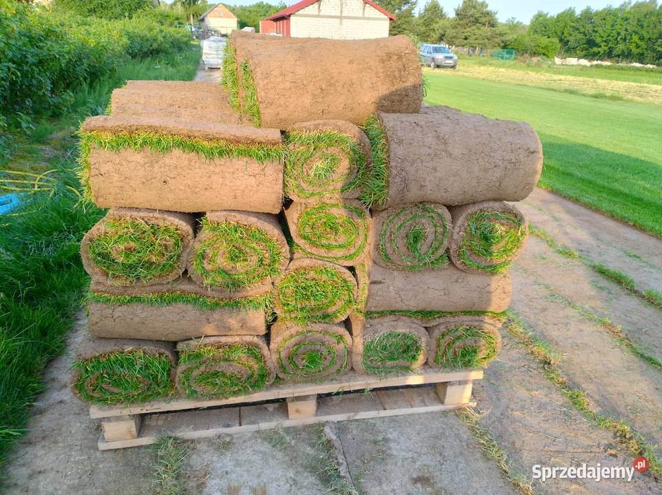 Trawa z rolki Barenbrug lubelskie Lublin