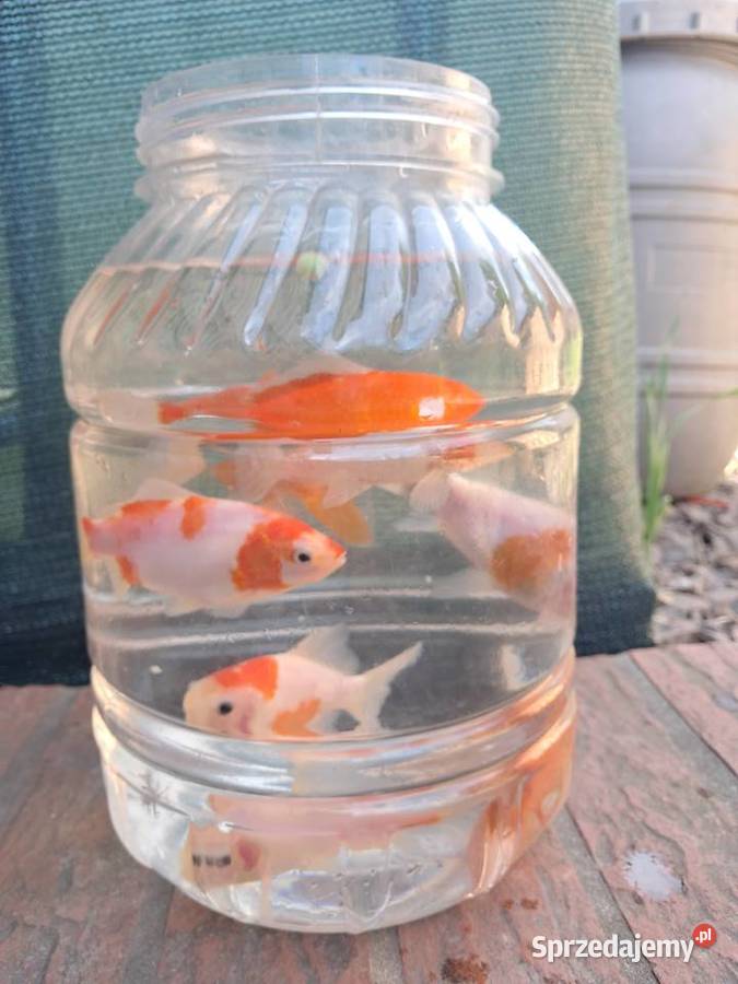 Karaś karp koi rybki oczko wodne staw akwarium dolnośląskie Bożków