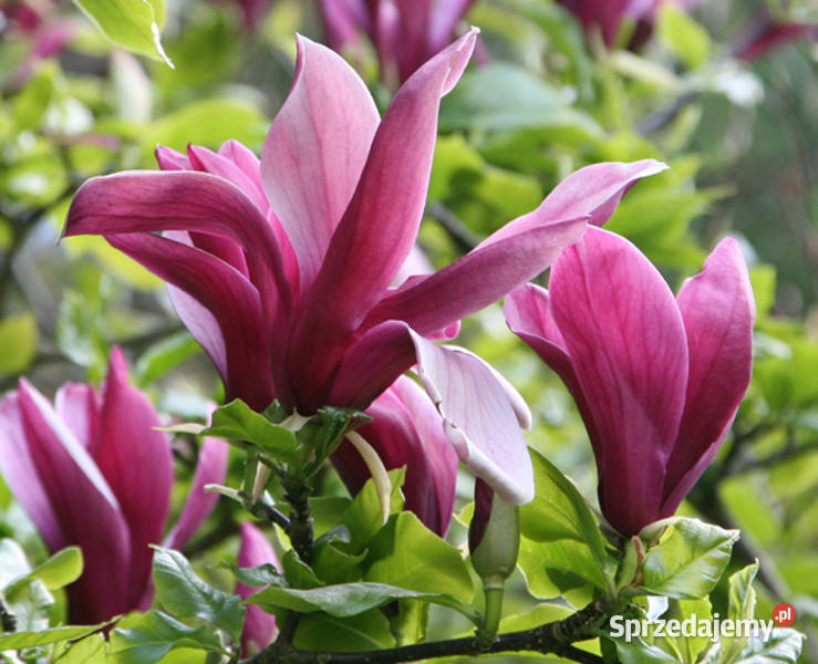 MAGNOLIA FIOLETOWA Magnolia liliflora NASIONA Lubanie