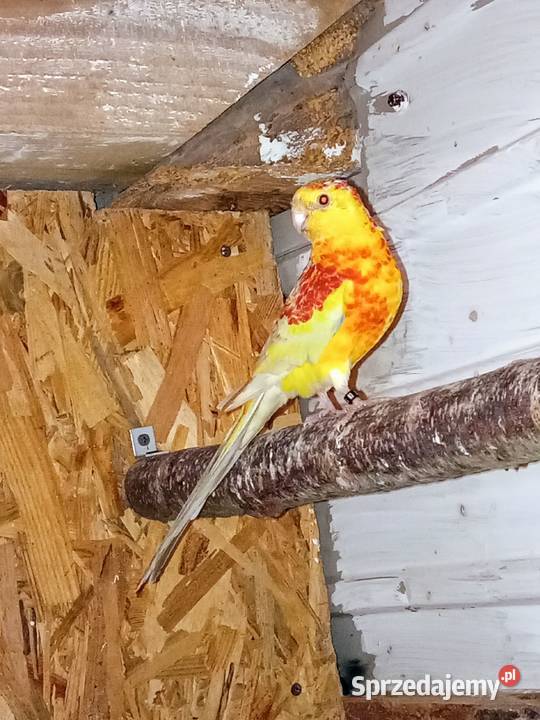 Samiec świergotki seledynowej 2025r Sędziszów Małopolski