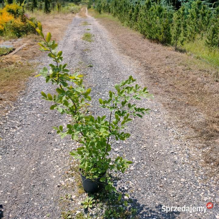 Wyprzedaż dużych roślin klon brzoza lipa grab Jelitów