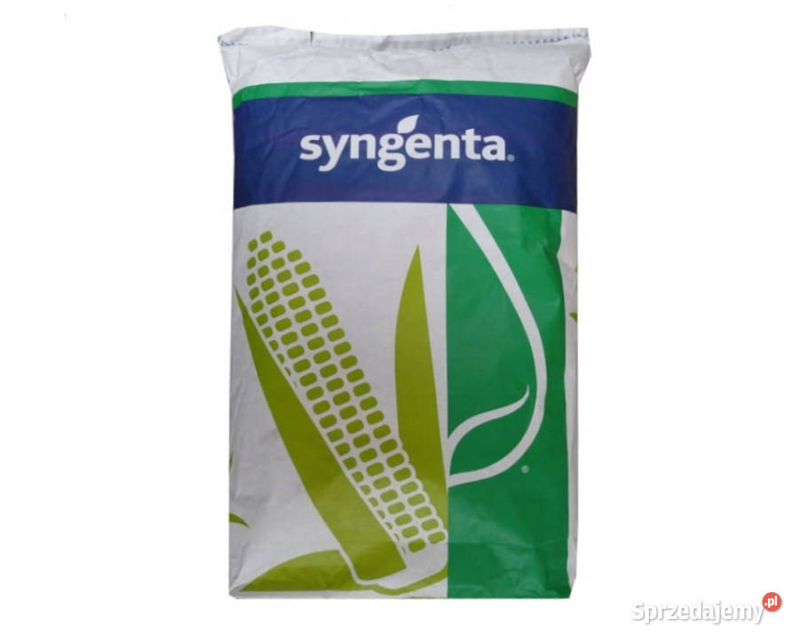 Nasiona kukurydza SY Freyja FAO Tarnów Grodkowski