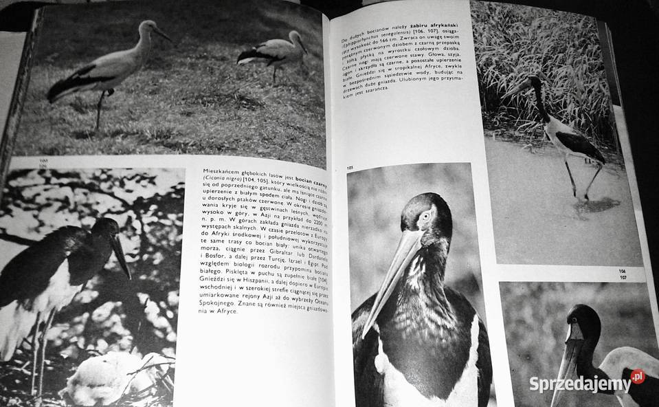 Wielki atlas ptaków Jan Hanzak Chełm