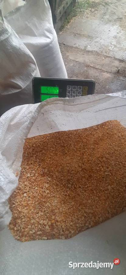 KUKURYDZA SUCHA GNIECIONA podlaskie Miodusy Wielkie