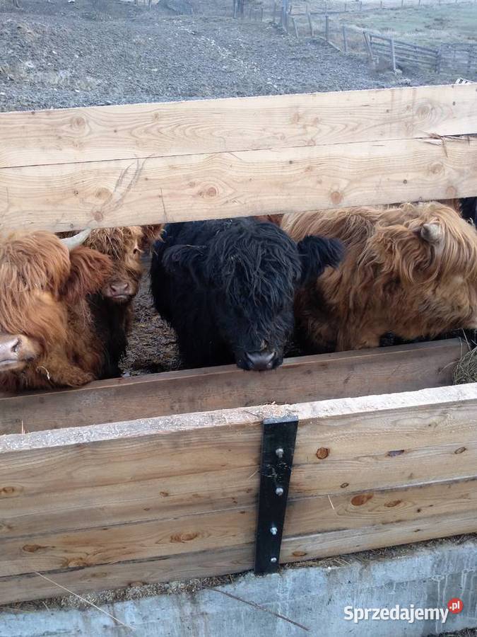 Krowy szkockie hicklander małopolskie Sękowa