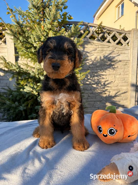 Airedale Terrier szczenięta ZKwPFCI Mogilno