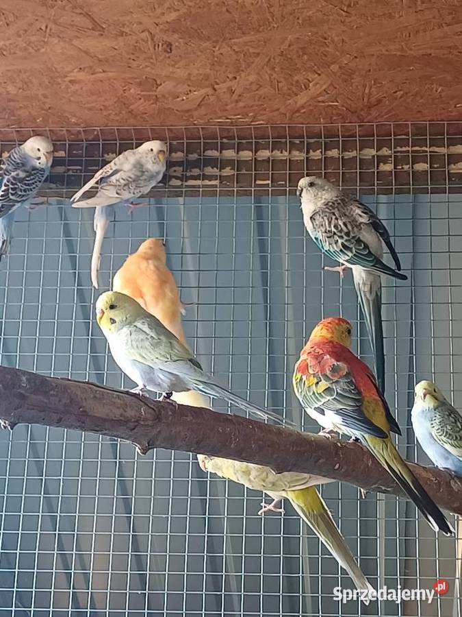 Papugi Faliste nimfy świergotki rozelle Kalisz sprzedam