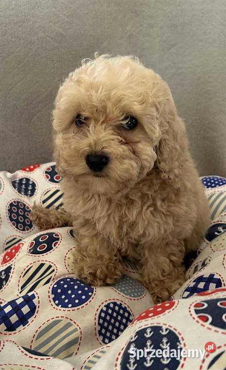 Pudel Toy apricot chłopiec Solec Kujawski