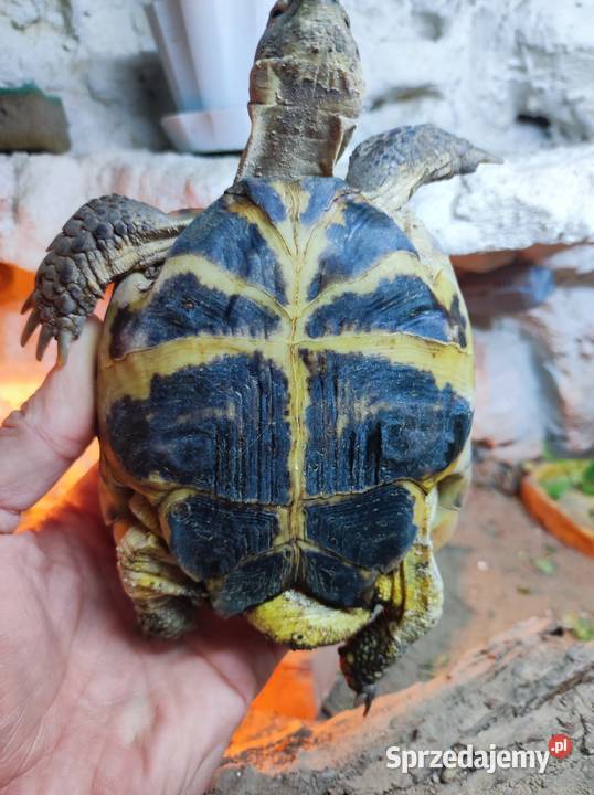 Żółw stepowy z terrarium Częstochowa