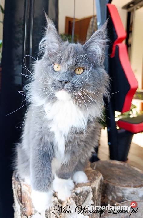 Niebieski z białym Maine Coon FPL Gdańsk