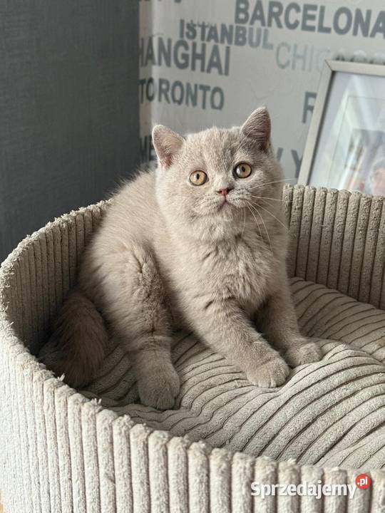 Brytyjski Krótkowłosy Krótkowłosa Płowa Tęczowy Kaźmierz sprzedam