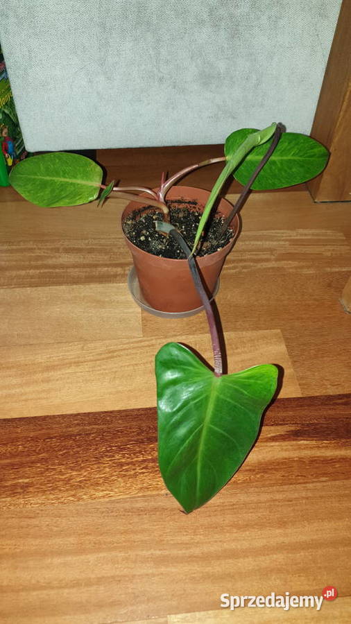 Filodendron czerwieniejący Philodendron