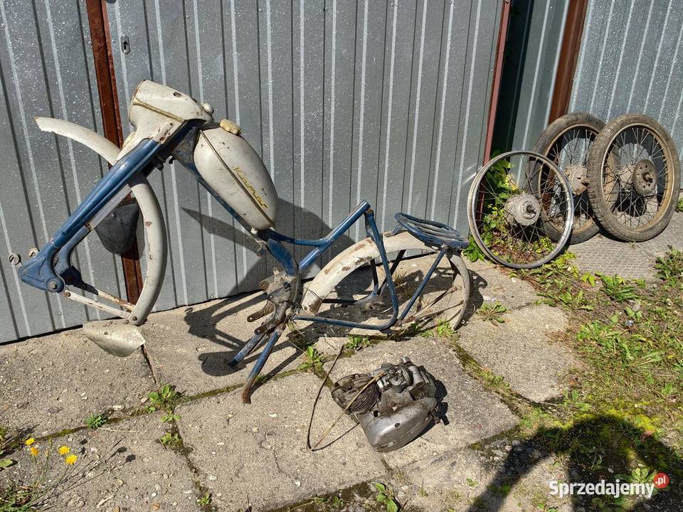 Komar Sztywniak Cześci świętokrzyskie